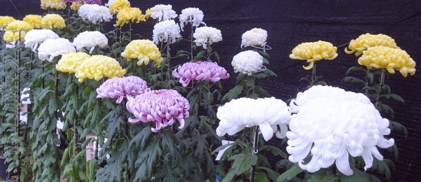 DSC02029-1000
