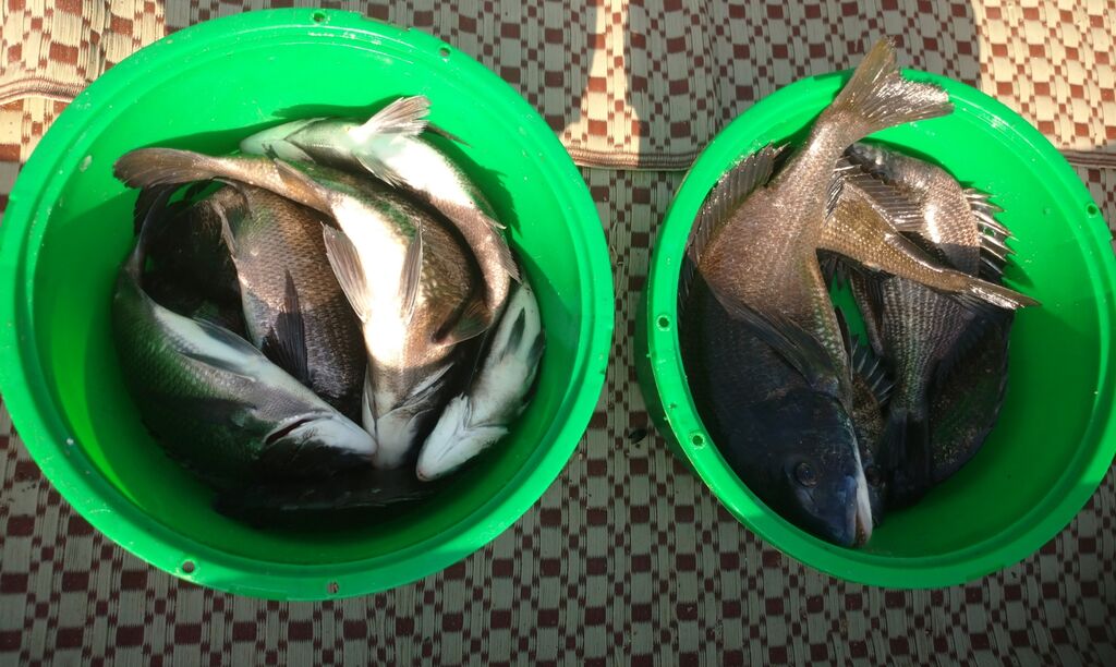 4月22日 金 清水港クロダイ釣果 黒鯛 だんご釣り 釣果 清水港カセ釣り