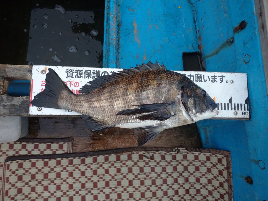 1月30日 日 清水港クロダイ釣果 黒鯛 だんご釣り 釣果 清水港カセ釣り