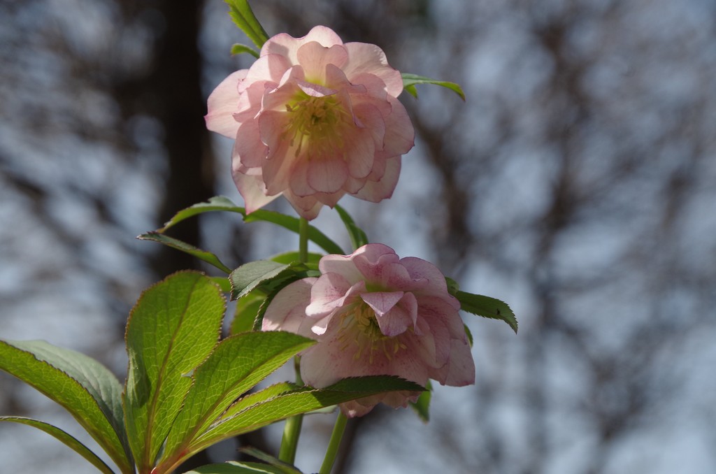Welcome Flower 春 のほほんgarden Welcome Flower 春 のほほんgarden
