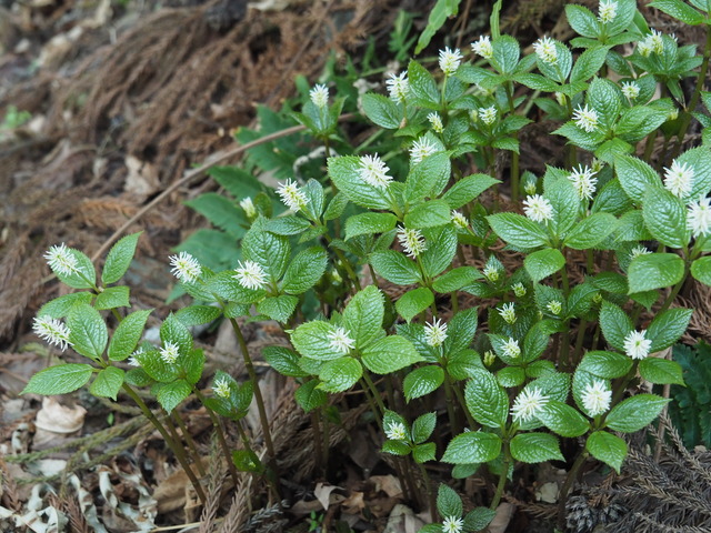 P4040269