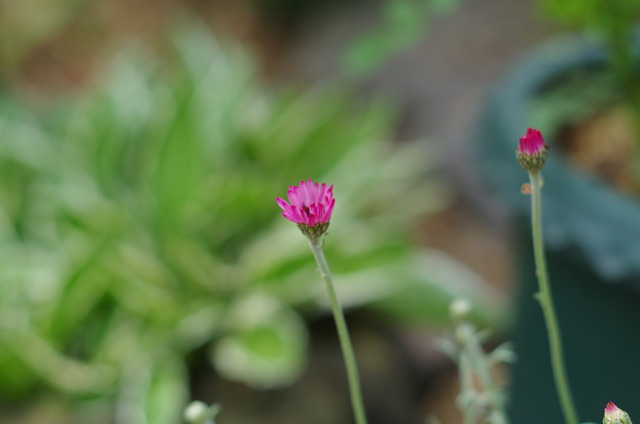 IMGP3981