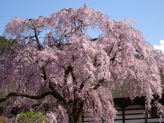 DSC09003