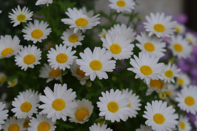 IMGP3988
