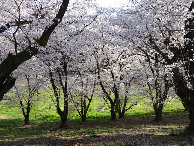 DSC09016