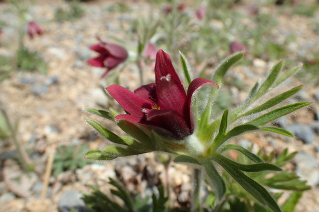 062