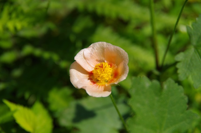 IMGP4413