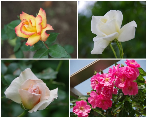 CollageMaker_20180506_000035606