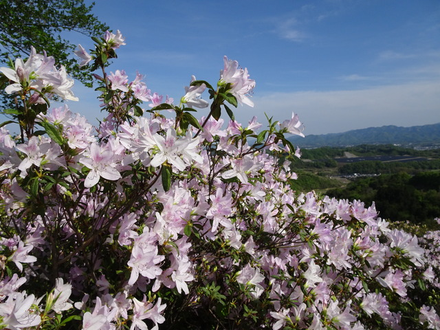 DSC09221