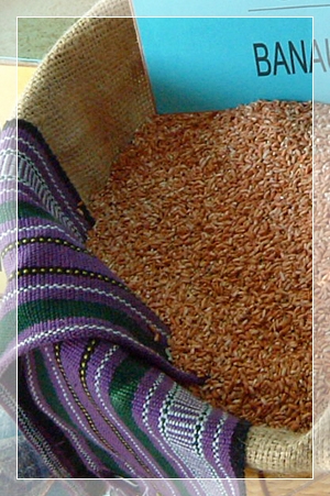 rice1