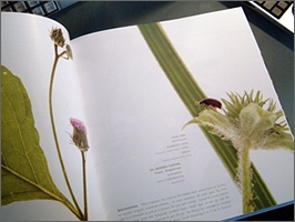 BOOK WILD PLANT3