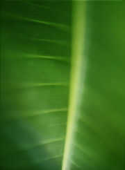 BANANA LEAF