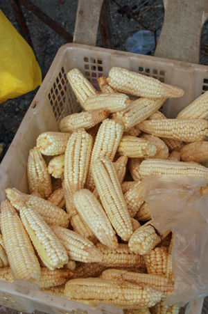 corn 3