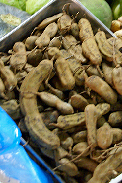 sampaloc4