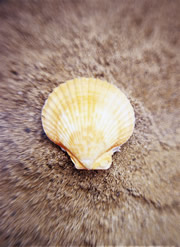 SHELL