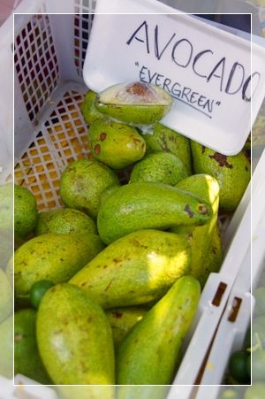 avocado 1