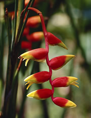 RED FLOWER