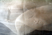 PINA SHAWL