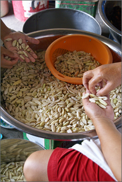 pilinut 04