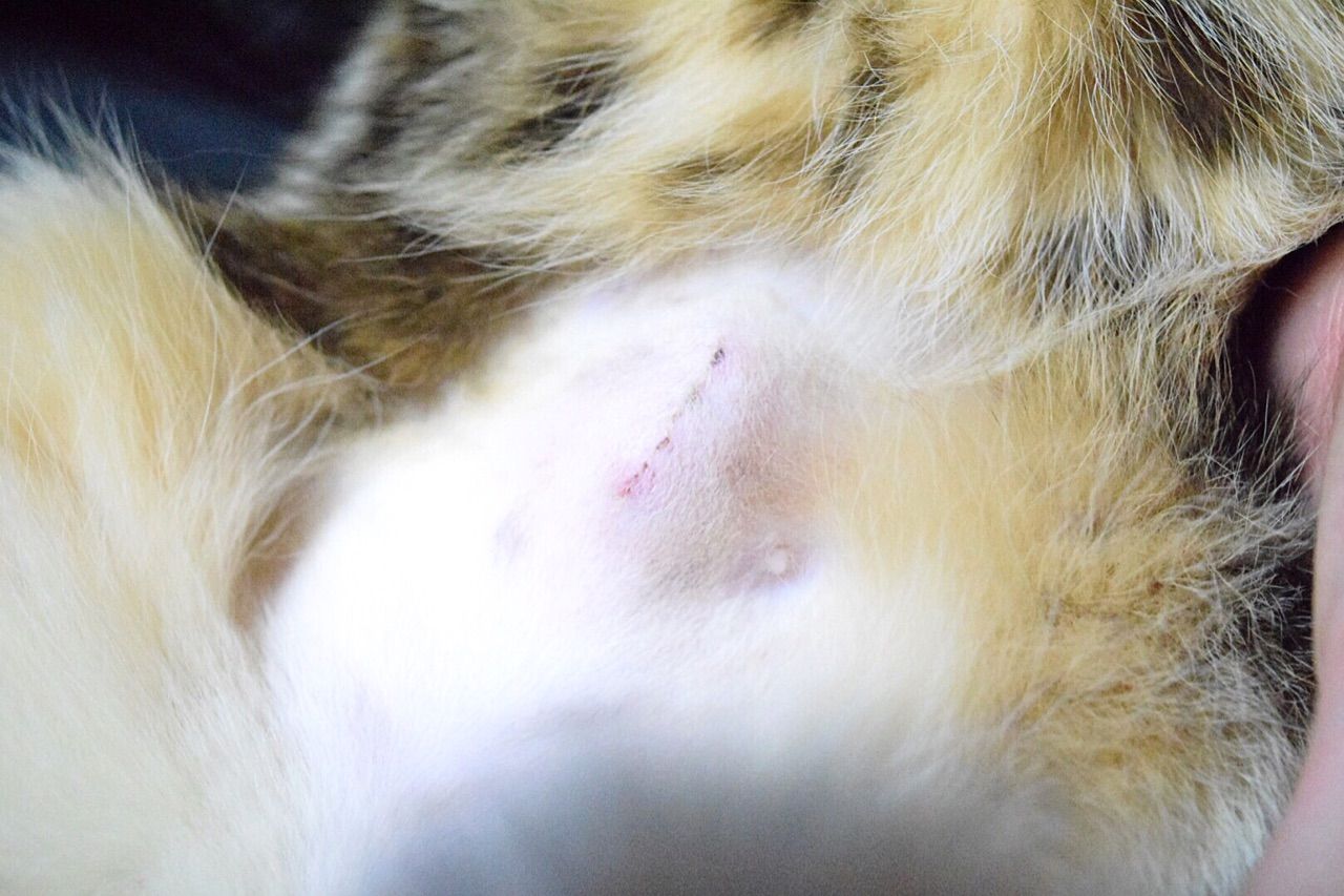 避妊手術 術後 ３匹の猫と親ばか飼主の夕べ 先住猫と新猫