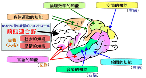 brain3