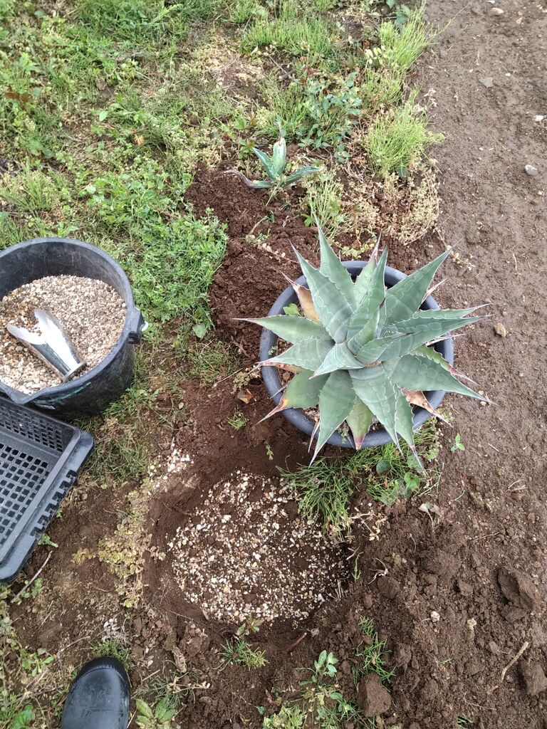 アガベモンタナ・ブルーオーシャンを思いつきで地植えする【後編 