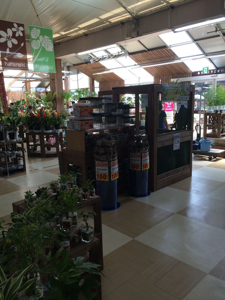 ドイト花ノ木 与野店リニューアルオープン 埼玉多肉ブログ ドイト花ノ木 与野店リニューアルオープン 埼玉多肉ブログ