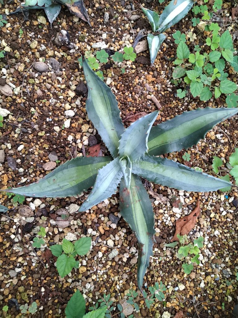 アガベ　エクスパンサパリーダ アガベ アメリカーナ エクスパンサパリーダ 親株 40㎝ AGAVE - メルカリ