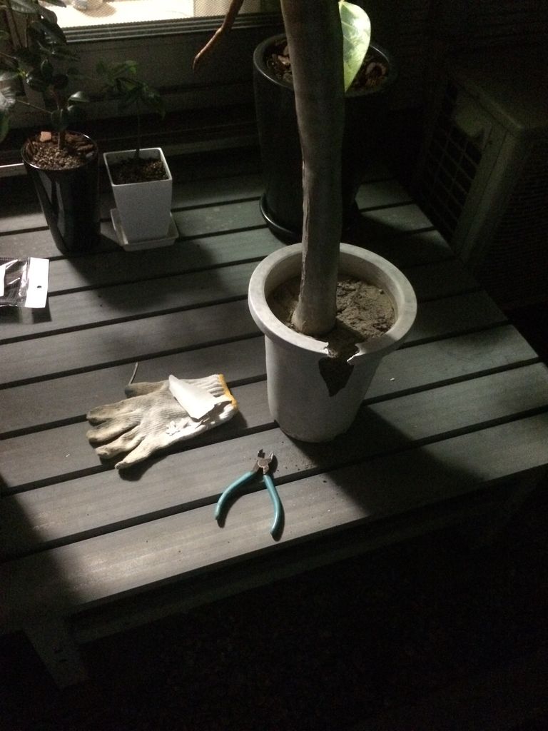 アロエ ディコトマ 植え替え2 埼玉多肉ブログ アロエ ディコトマ 植え替え2 埼玉多肉ブログ