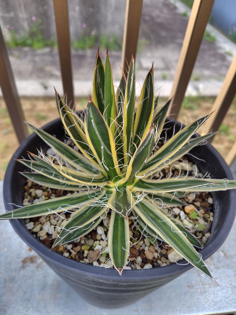 アガベ　ロイヤルフラッシュ アガベ・シジゲラ ロイヤルフラッシュ② 緑のある暮らし フラワー