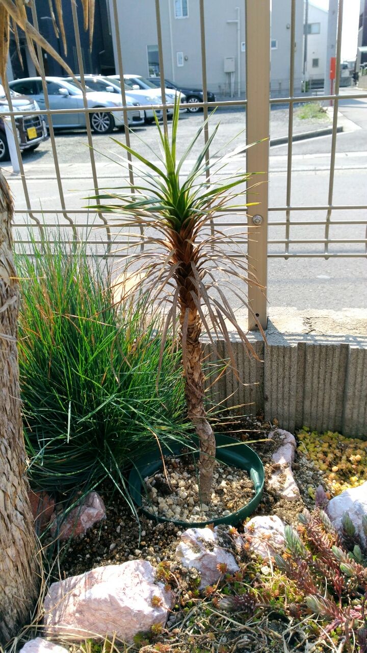 気合いだ地植えだ 埼玉多肉ブログ 気合いだ地植えだ 埼玉多肉ブログ