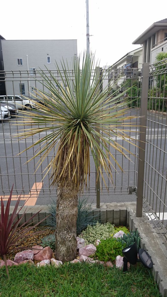 ユッカ ロストラータ 地植え後2ヶ月 埼玉多肉ブログ ユッカ ロストラータ 地植え後2ヶ月 埼玉多肉ブログ