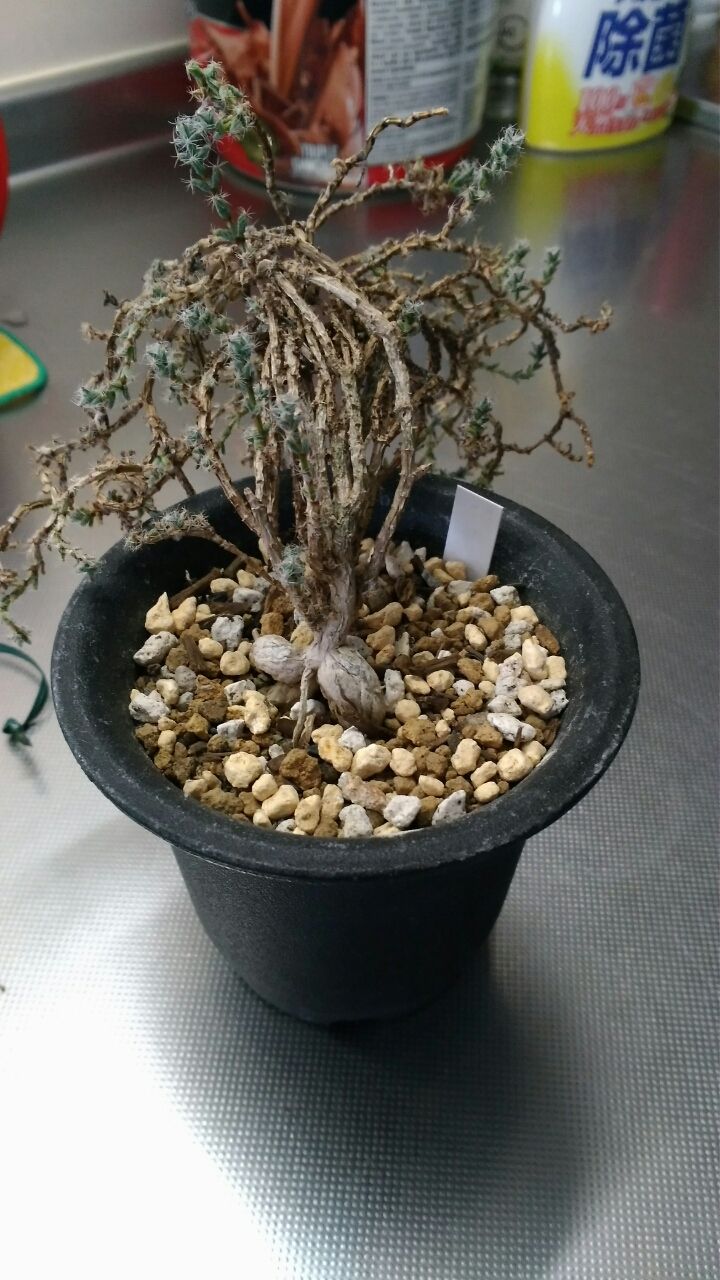 トリコディアデマ散髪 埼玉多肉ブログ