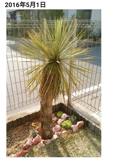 ユッカ ロストラータ ぐんぐん成長中 大型 ユッカ ロストラータ