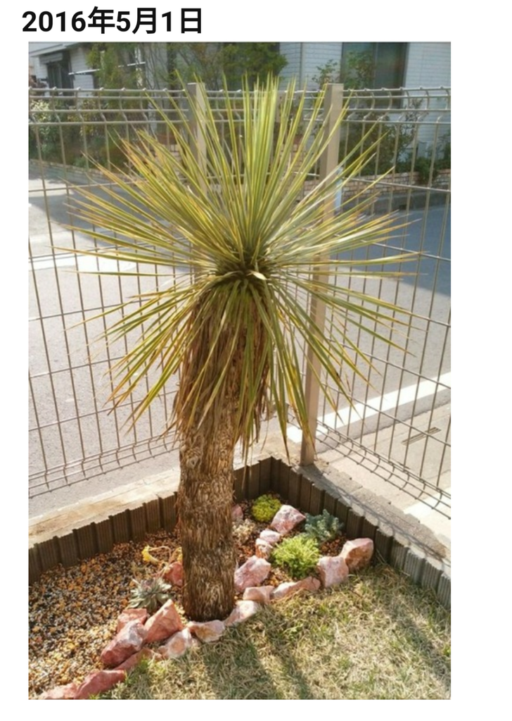 ユッカ・ロストラータ成長記録 7 : アガベブログ・サイタマ