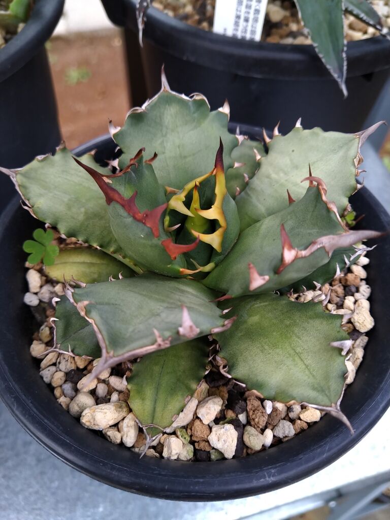 送料無料 アガベ チタノタ 白ひげ 植物/観葉植物 - education.semel