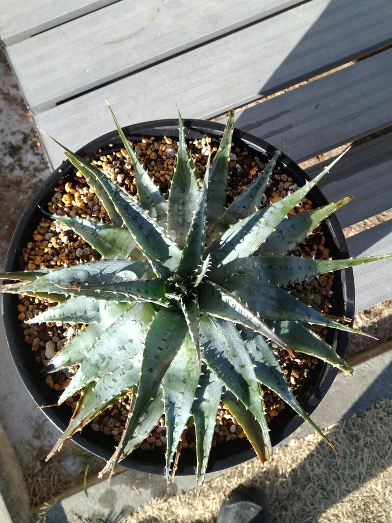 アロエ ブローミー植え替え 埼玉多肉ブログ