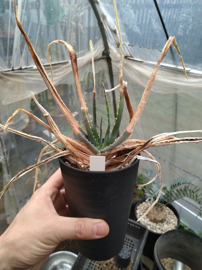 アロエ アロギロスタキス 植え替え 埼玉アガベブログ