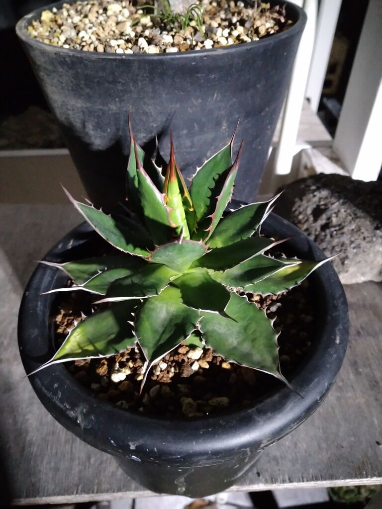 地植えしてるホリダ、そろそろヤバそう : アガベブログ・サイタマ