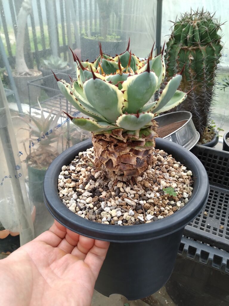 アガベ ハデス胴切り天 コンパクトタイプ（発根済） 胴切り天芽