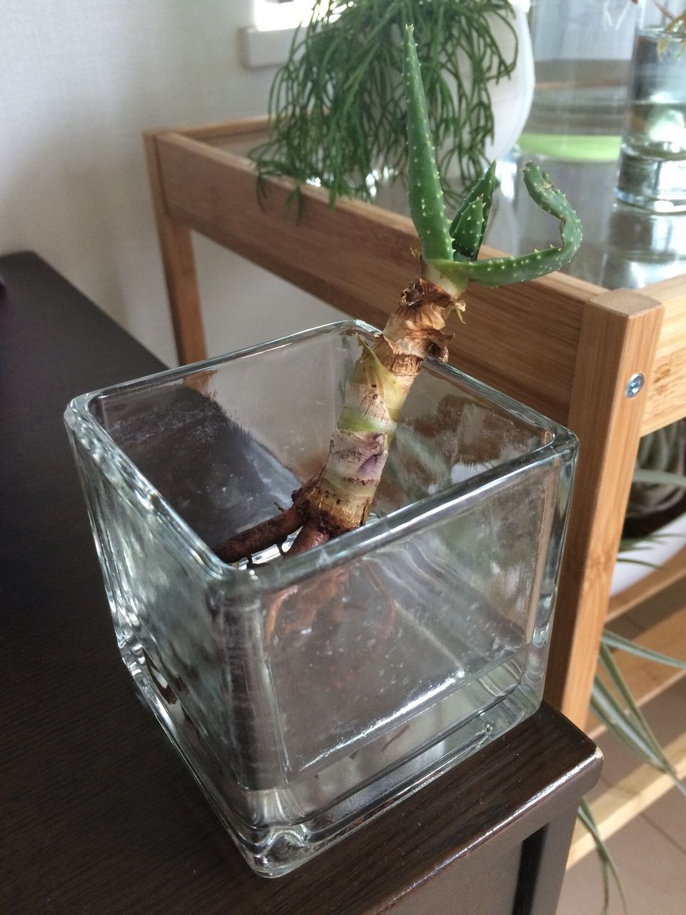 アロエ ディコトマ子株 4 埼玉多肉ブログ アロエ ディコトマ子株 4 埼玉多肉ブログ