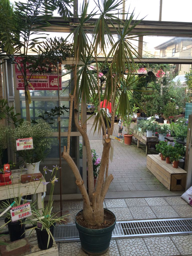 ドイト花の木 与野 埼玉多肉ブログ