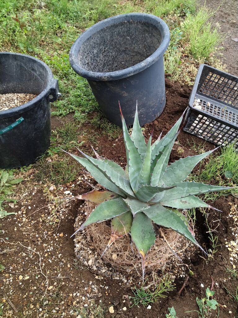 アガベモンタナ・ブルーオーシャンを思いつきで地植えする【後編 