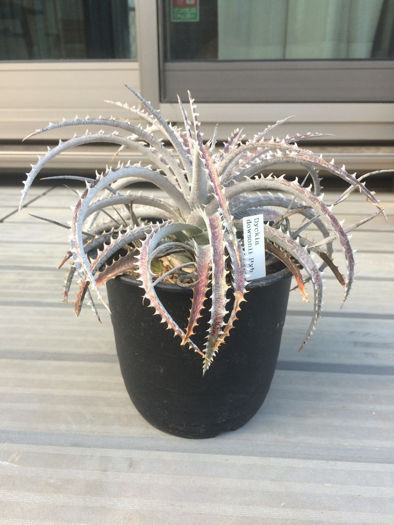 観葉植物 埼玉多肉ブログ