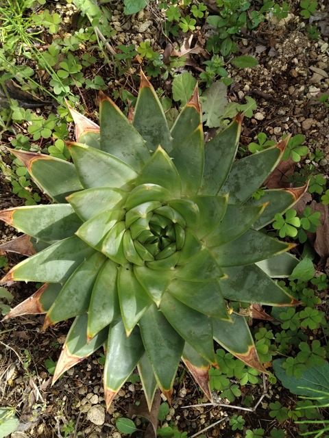 ■土曜日値下げ【アロエ】【耐寒性強】【地植え】【渦巻き螺旋】ポリフィラ特大 Amazon.co.jp: 耐寒性アロエ 極美 ポリフィラ 超特大株 南国ドライ