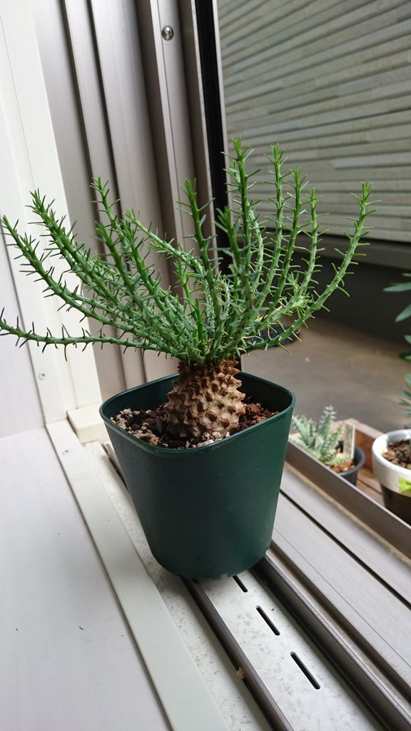 ユーフォルビア 孔雀丸 ドイト花の木与野にも行きました 埼玉多肉ブログ