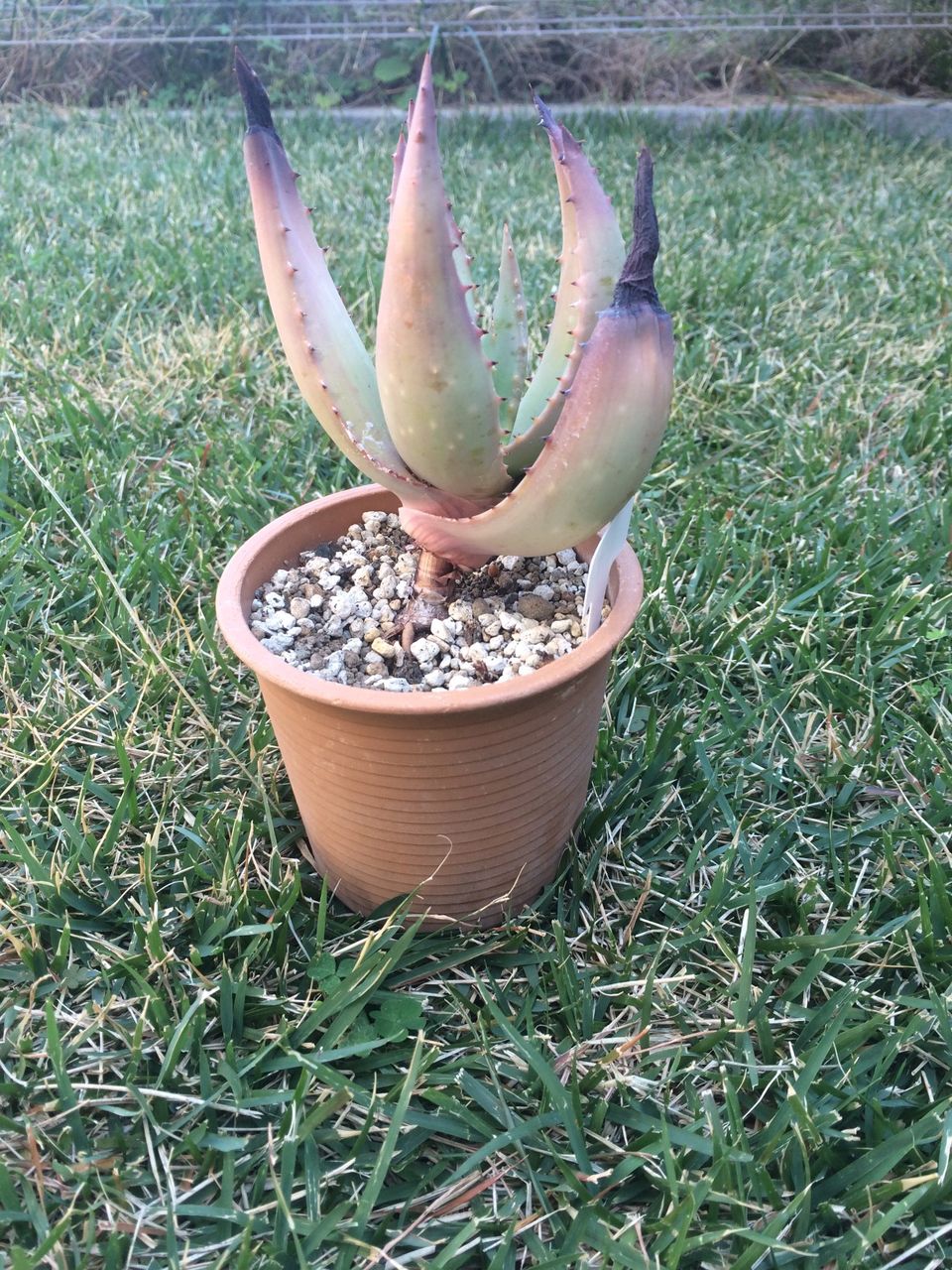 ビッグバザール戦利品 埼玉多肉ブログ