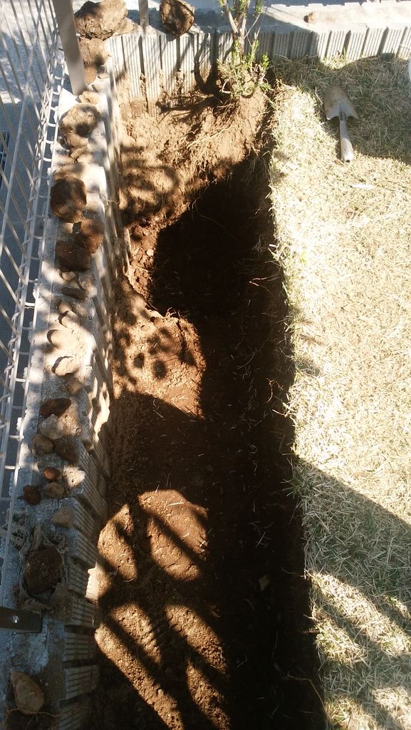 ユッカ ロストラータ地植え 埼玉多肉ブログ ユッカ ロストラータ地植え 埼玉多肉ブログ