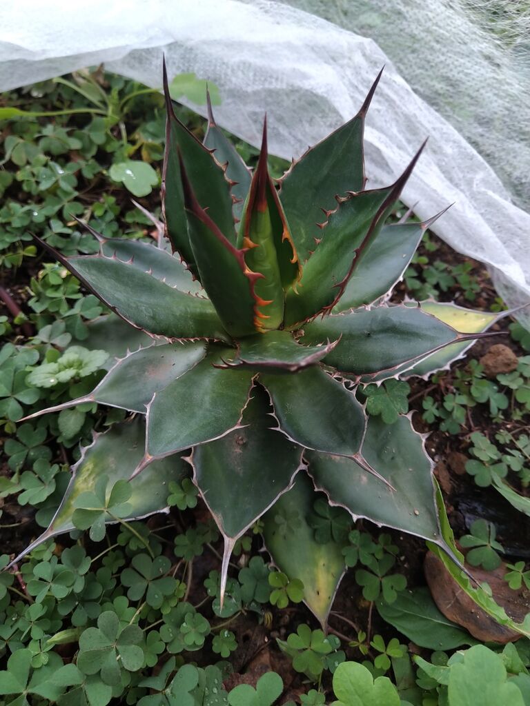 ホリダ地植え大株 地植えしてるホリダ、そろそろヤバそう : アガベブログ・サイタマ