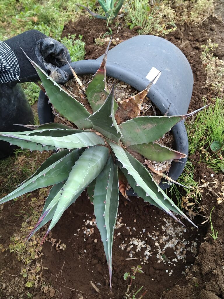 アガベモンタナ・ブルーオーシャンを思いつきで地植えする【前編 